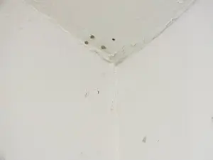 Getting black mould removal right sounds easy, but if you don't want it to come back there are a few things you really need to know.