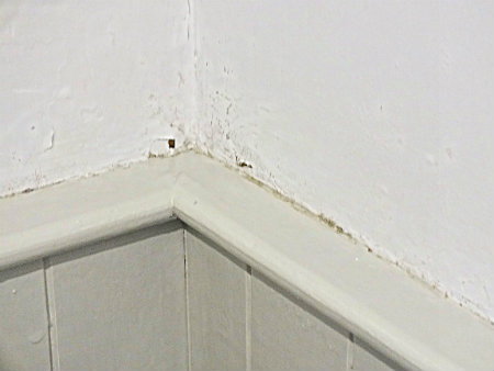 Black mould starting on solid bathroom wall Black mould in bathroom