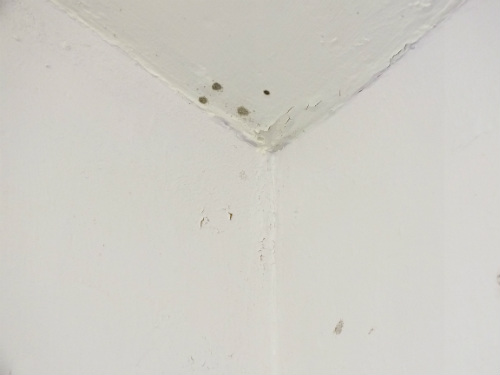 Black Mould Removal The Right Way - How To Remove Black Mold In Bathroom Ceiling