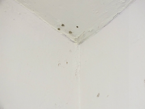 Black Mould Removal The Right Way