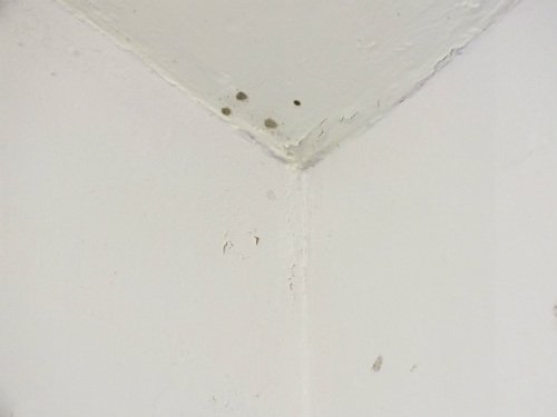 Black Mould Removal The Right Way - What Is The Black Mold In My Bathroom